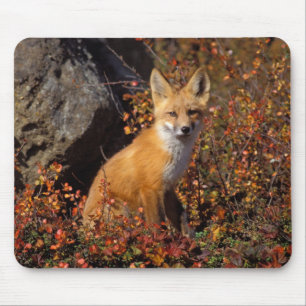 red fox, Vulpes vulpes, in fall colours along the Mouse Pad