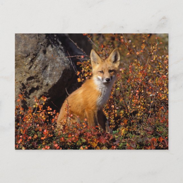 red fox, Vulpes vulpes, in fall colours along the Postcard (Front)