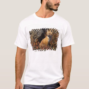 red fox, Vulpes vulpes, in fall colours along the T-Shirt