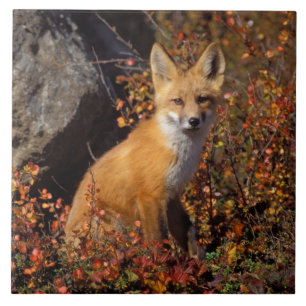 red fox, Vulpes vulpes, in fall colours along the Tile