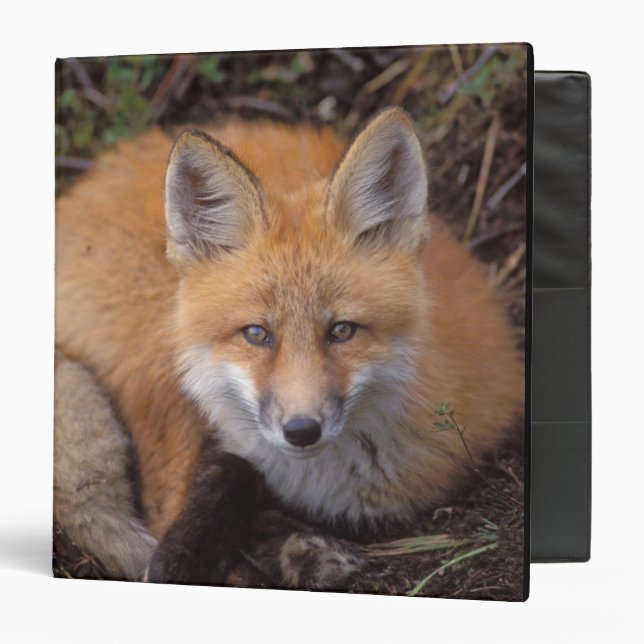 red fox, Vulpes vulpes, in fall colours Binder (Front/Inside)