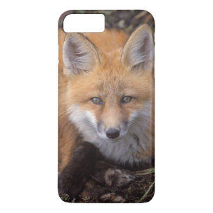 red fox, Vulpes vulpes, in fall colours Case-Mate iPhone Case