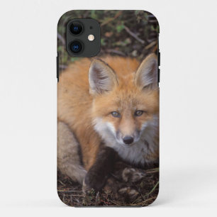red fox, Vulpes vulpes, in fall colours iPhone 11 Case