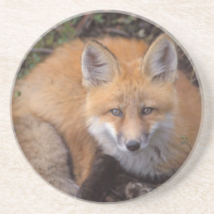 red fox, Vulpes vulpes, in fall colours Coaster