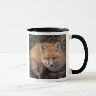 red fox, Vulpes vulpes, in fall colours Mug