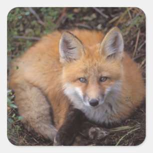 red fox, Vulpes vulpes, in fall colours Square Sticker