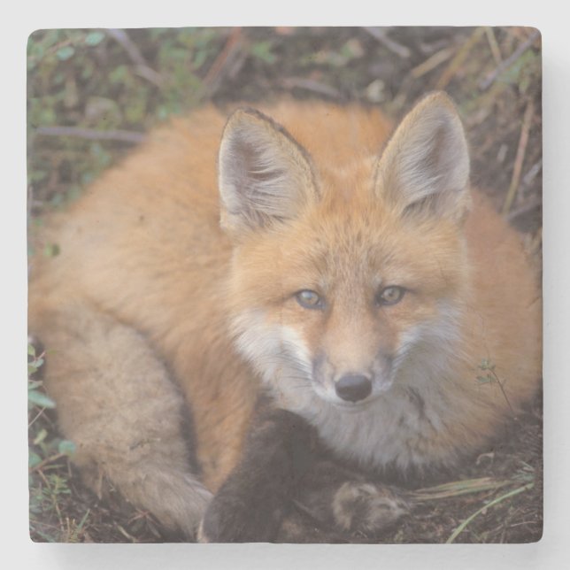 red fox, Vulpes vulpes, in fall colours Stone Coaster (Front)