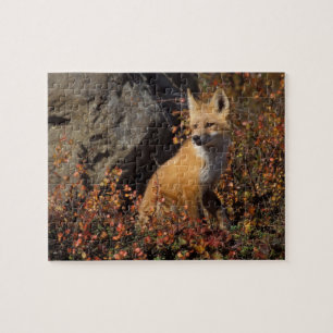 red fox, Vulpes vulpes Jigsaw Puzzle