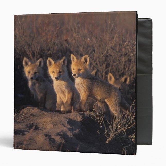 red fox, Vulpes vulpes, kits Binder (Front/Inside)