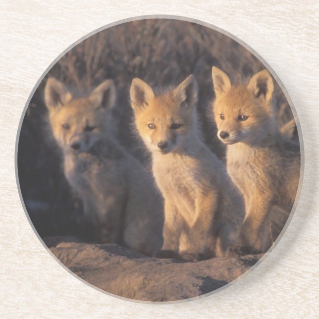 red fox, Vulpes vulpes, kits Coaster (Front)
