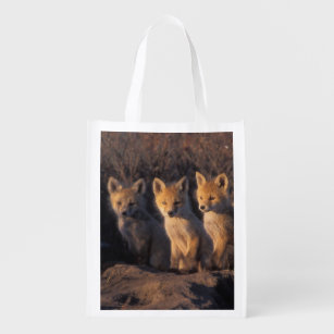 red fox, Vulpes vulpes, kits outside their Reusable Grocery Bag