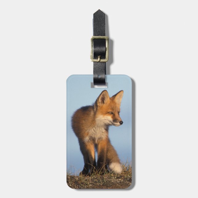 red fox, Vulpes vulpes Luggage Tag (Front Vertical)