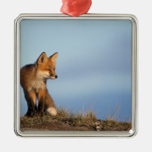 red fox, Vulpes vulpes Metal Ornament