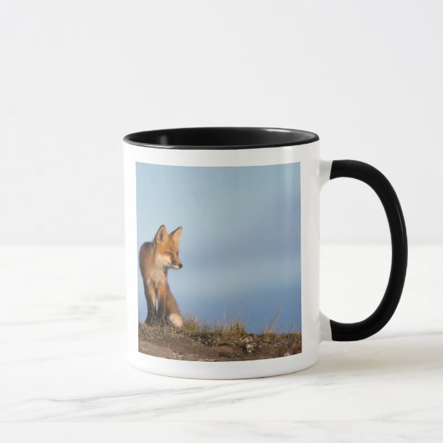red fox, Vulpes vulpes Mug (Right)
