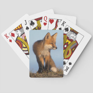 red fox, Vulpes vulpes Playing Cards