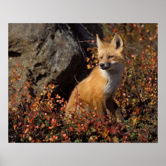 red fox, Vulpes vulpes Poster (Front)