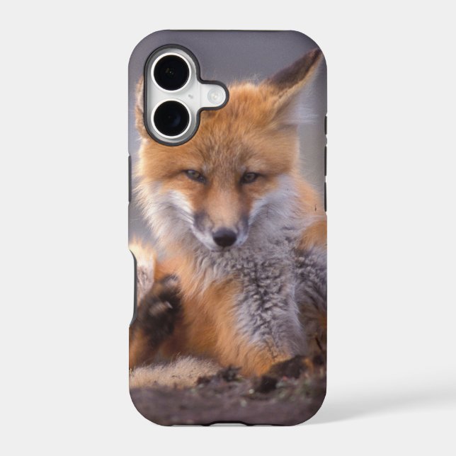 red fox, Vulpes vulpes, pup scratching itself, (Back)