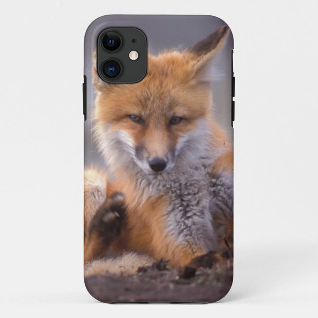 red fox, Vulpes vulpes, pup scratching itself, Case-Mate iPhone Case (Back)