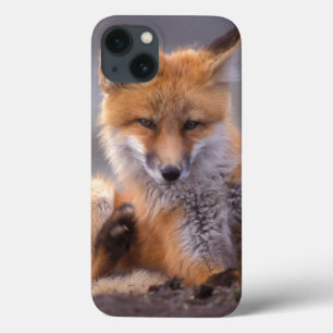 red fox, Vulpes vulpes, pup scratching itself, iPhone 13 Case