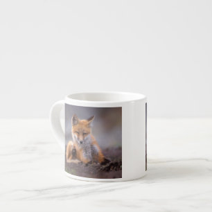 red fox, Vulpes vulpes, pup scratching itself, Espresso Cup