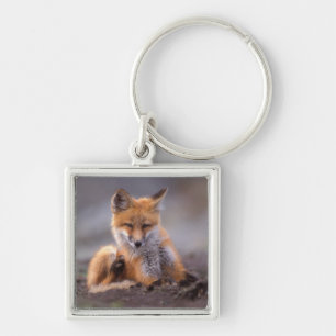 red fox, Vulpes vulpes, pup scratching itself, Keychain