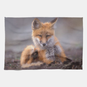red fox, Vulpes vulpes, pup scratching itself, Kitchen Towel