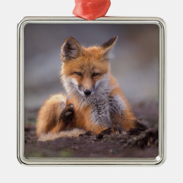 red fox, Vulpes vulpes, pup scratching itself, Metal Ornament (Front)