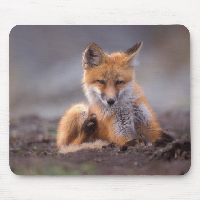 red fox, Vulpes vulpes, pup scratching itself, Mouse Pad (Front)