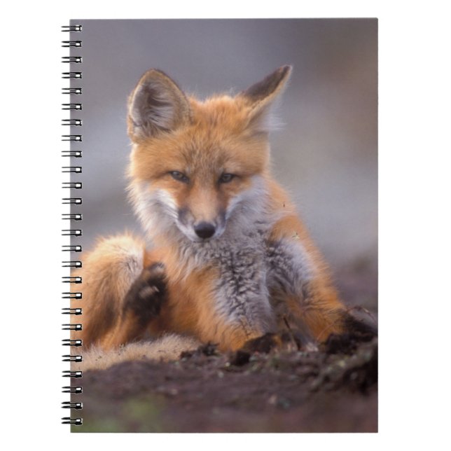 red fox, Vulpes vulpes, pup scratching itself, Notebook (Front)