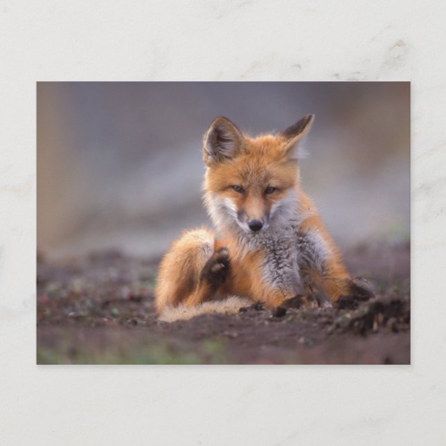 red fox, Vulpes vulpes, pup scratching itself, Postcard (Front)