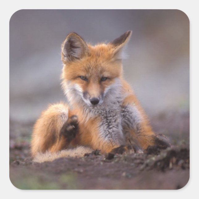 red fox, Vulpes vulpes, pup scratching itself, Square Sticker (Front)