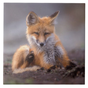 red fox, Vulpes vulpes, pup scratching itself, Tile