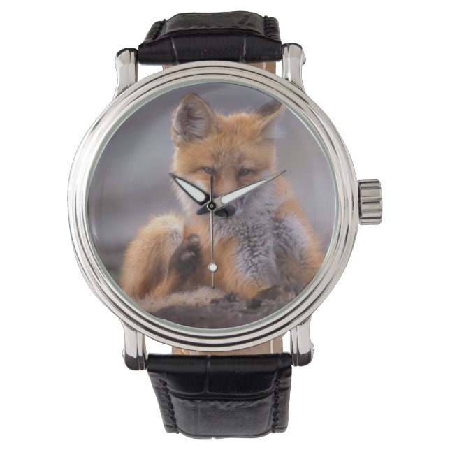 red fox, Vulpes vulpes, pup scratching itself, Watch (Front)
