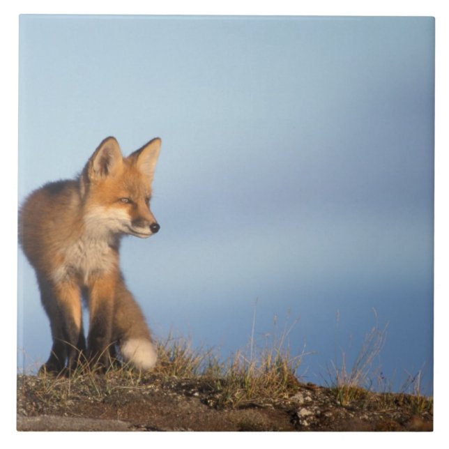 red fox, Vulpes vulpes Tile (Front)