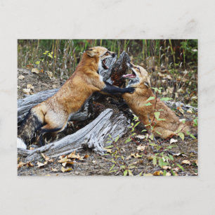 Red Foxes - Brotherly Love Postcard