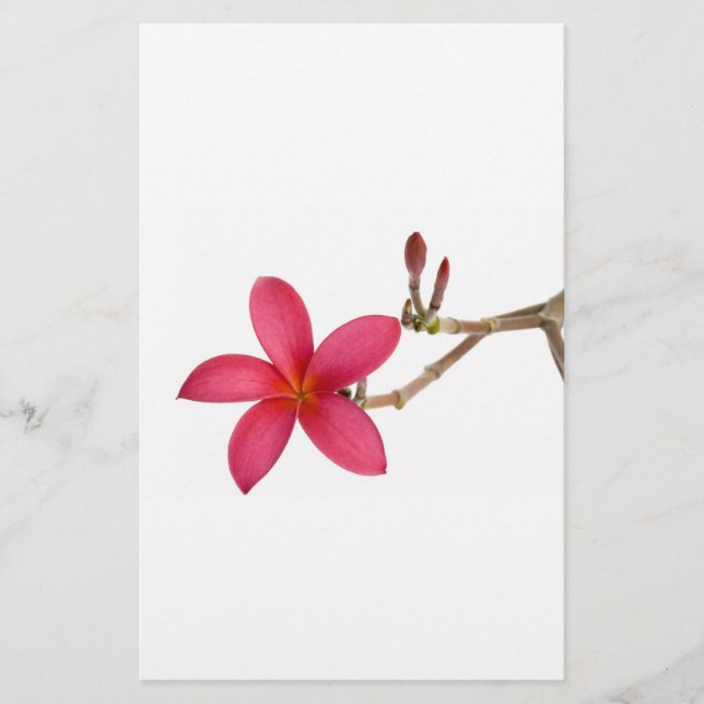 Red Frangipani flower (Front)