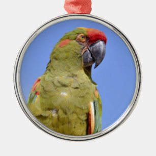 Red-fronted Macaw perched Metal Ornament