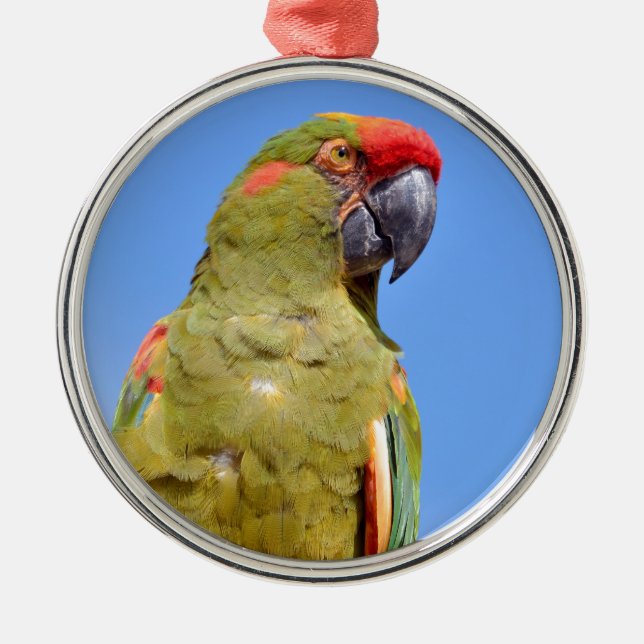 Red-fronted Macaw perched Metal Ornament (Front)