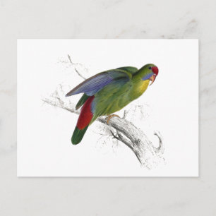 Red-Fronted Parrakeet Postcard