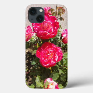 Red Garden Roses iPhone 13 Case