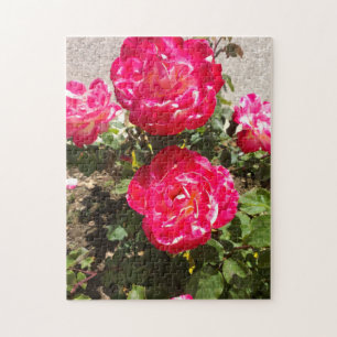 Red Garden Roses Jigsaw Puzzle