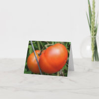 Red Garden Tomatoes Nature Photography