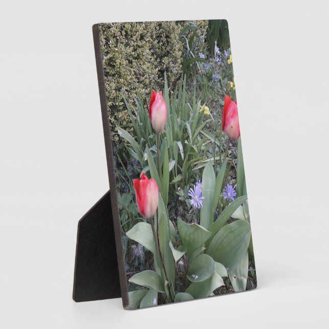Red garden tulips plaque (Side)