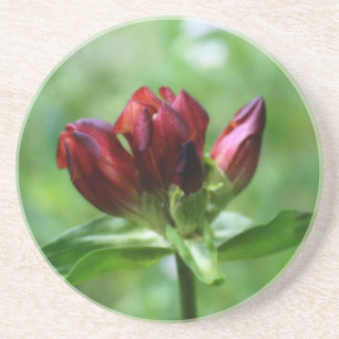 Red Gentian Floral Coaster