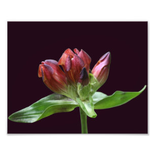 Red Gentian Flower In Bloom Close Up 8x10 Photo Print