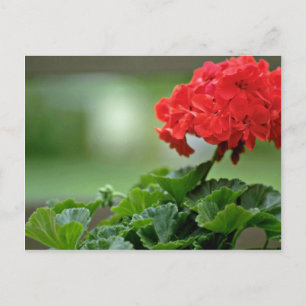 Red Geranium Blossom flowers Postcard