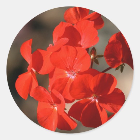 Red Geranium Flower Classic Round Sticker