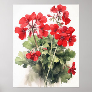 Red Geranium Flowers Art Print Poster