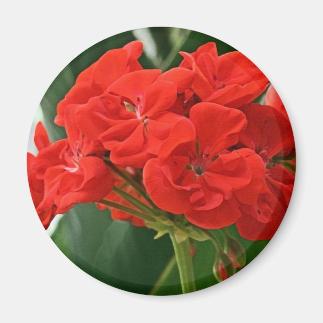 Red Geranium Magnet (Front)