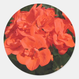 red geranium sticker